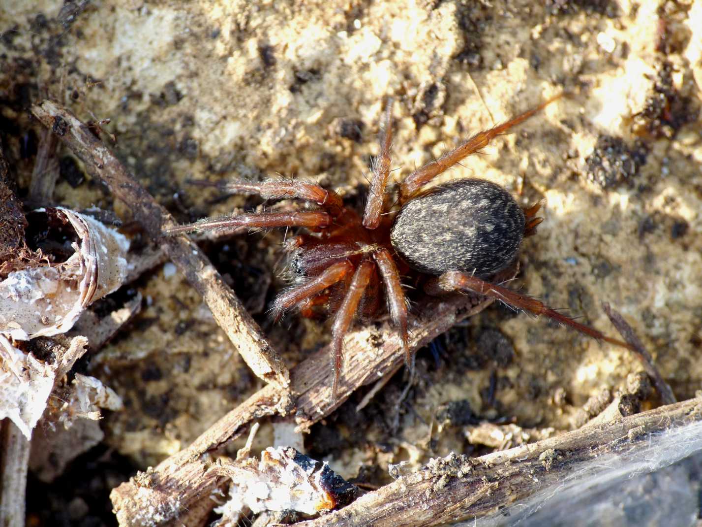 Textrix? (eterno dilemma ...) No. Lycosoides coarctata